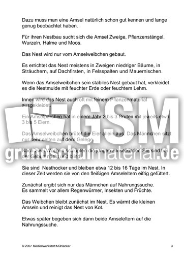 Die-Amsel-Text-3.pdf